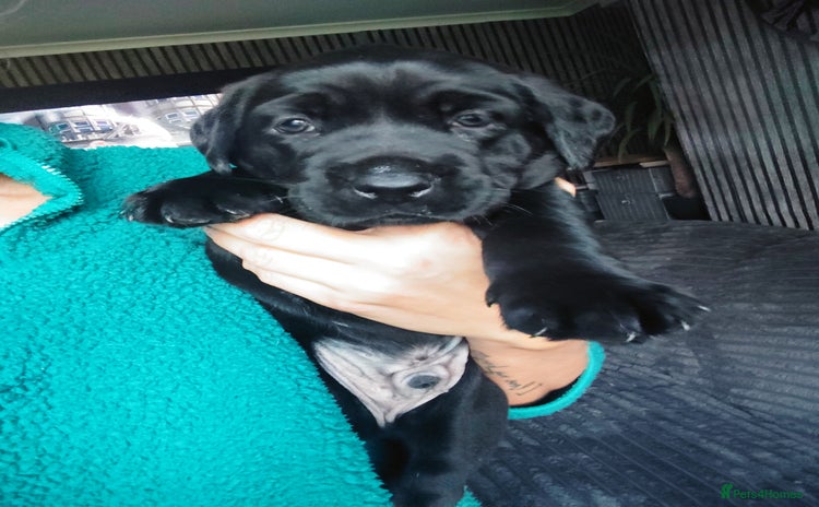 Labrador Retriever dogs - Advert 12