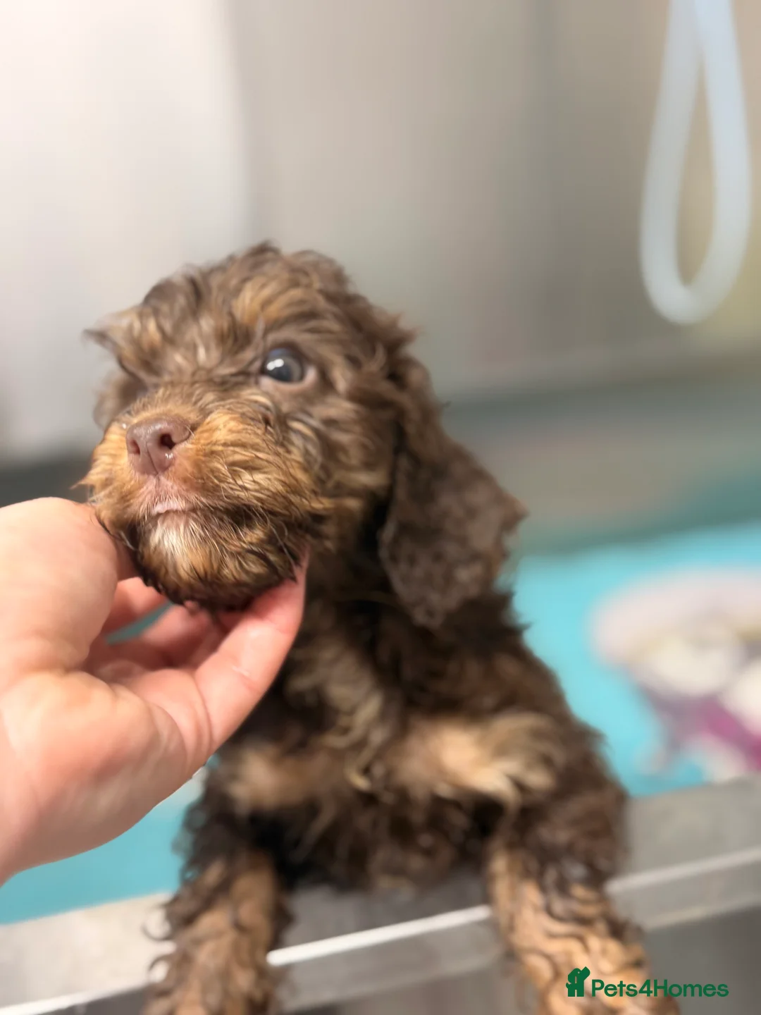 Cockapoo dogs for sale: LAST BOY REDUCED- Health Tested toy cockerpoos  - Advert 28