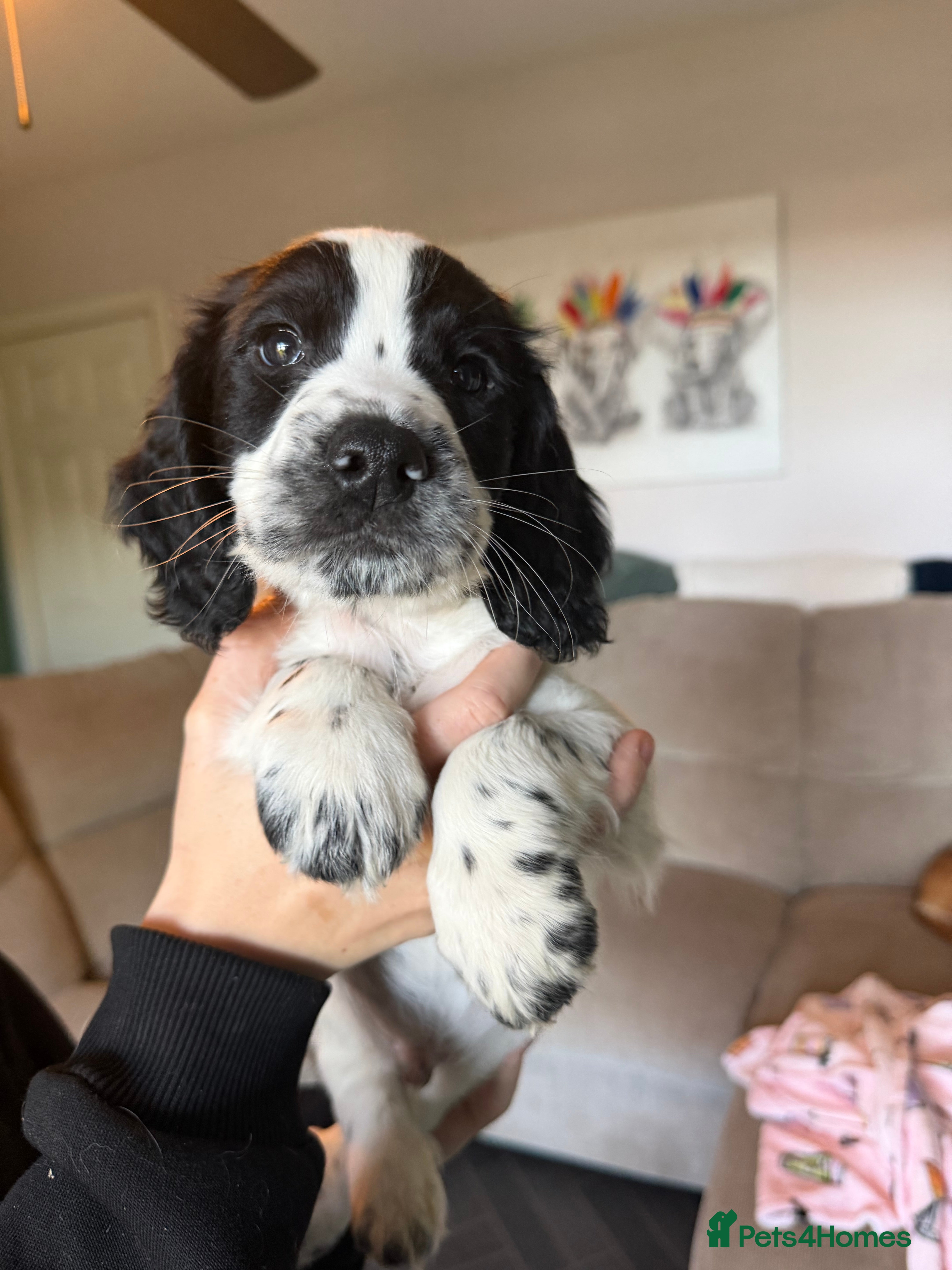 Cocker Spaniel dogs Cocker Spaniel Puppies - Advert 2
