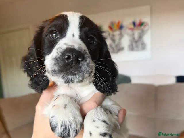 Cocker Spaniel dogs Cocker Spaniel Puppies - Advert 2