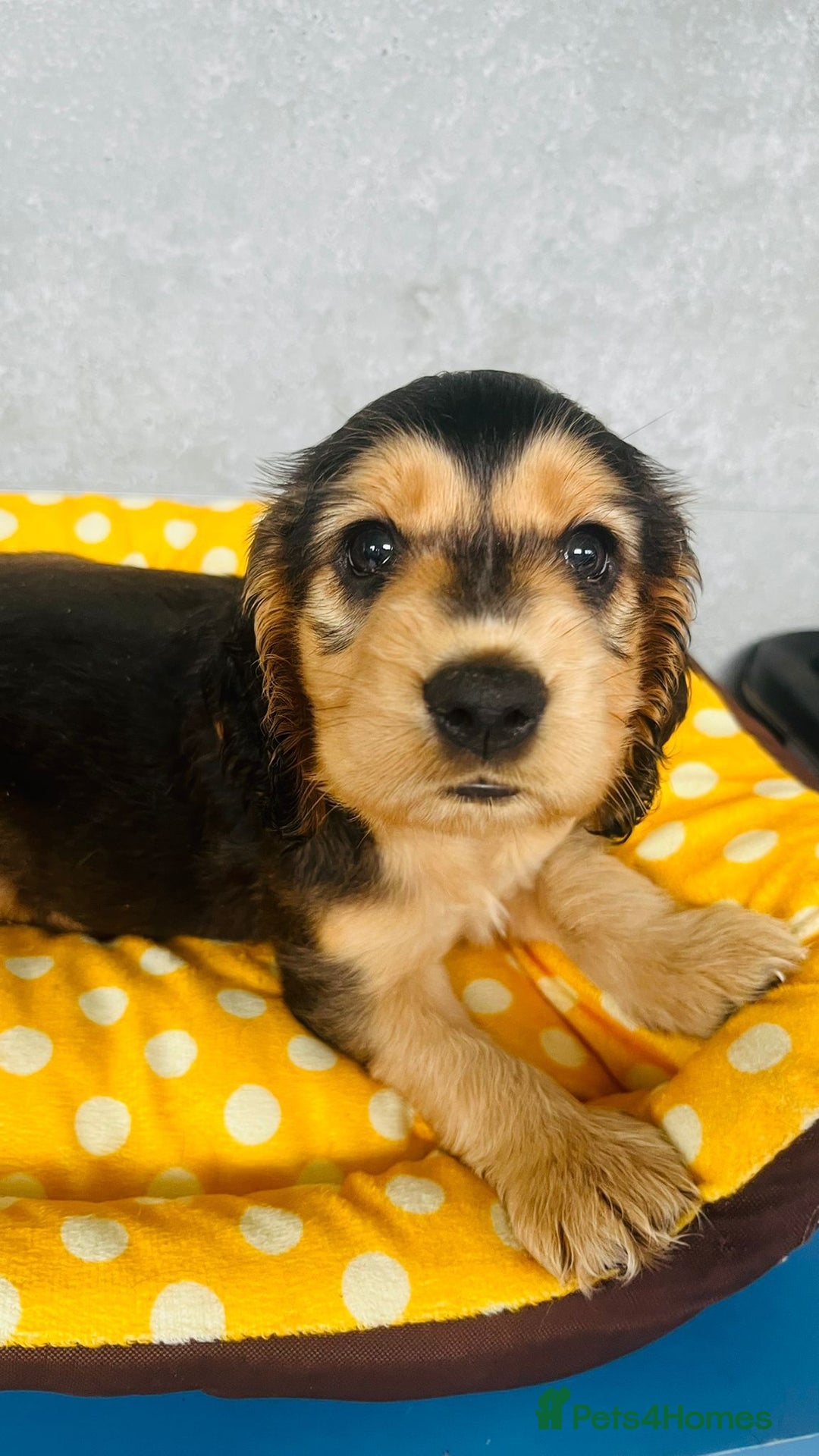 Cocker Spaniel dogs for sale: Kc reg show type cocker spaniel puppies  - Image 3