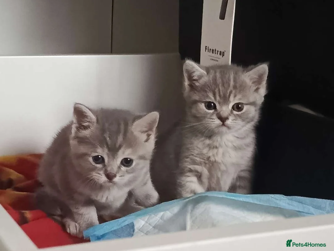 British Shorthair cats for sale: British shorthair kittens for sale - Advert 7