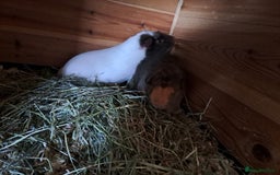 Guinea Pig rodents for sale: Gorgeous guinea pigs in search of new loving homes - Image 2