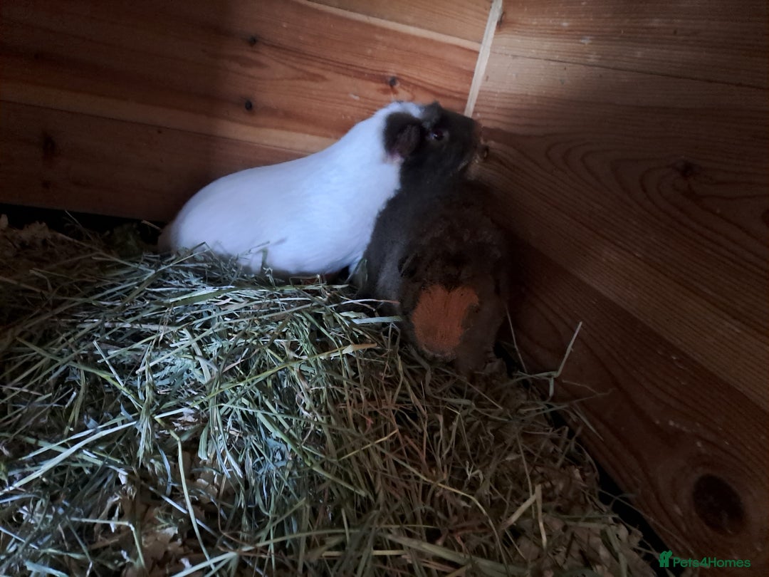 Guinea Pig rodents for sale: Gorgeous guinea pigs in search of new loving homes - Image 2