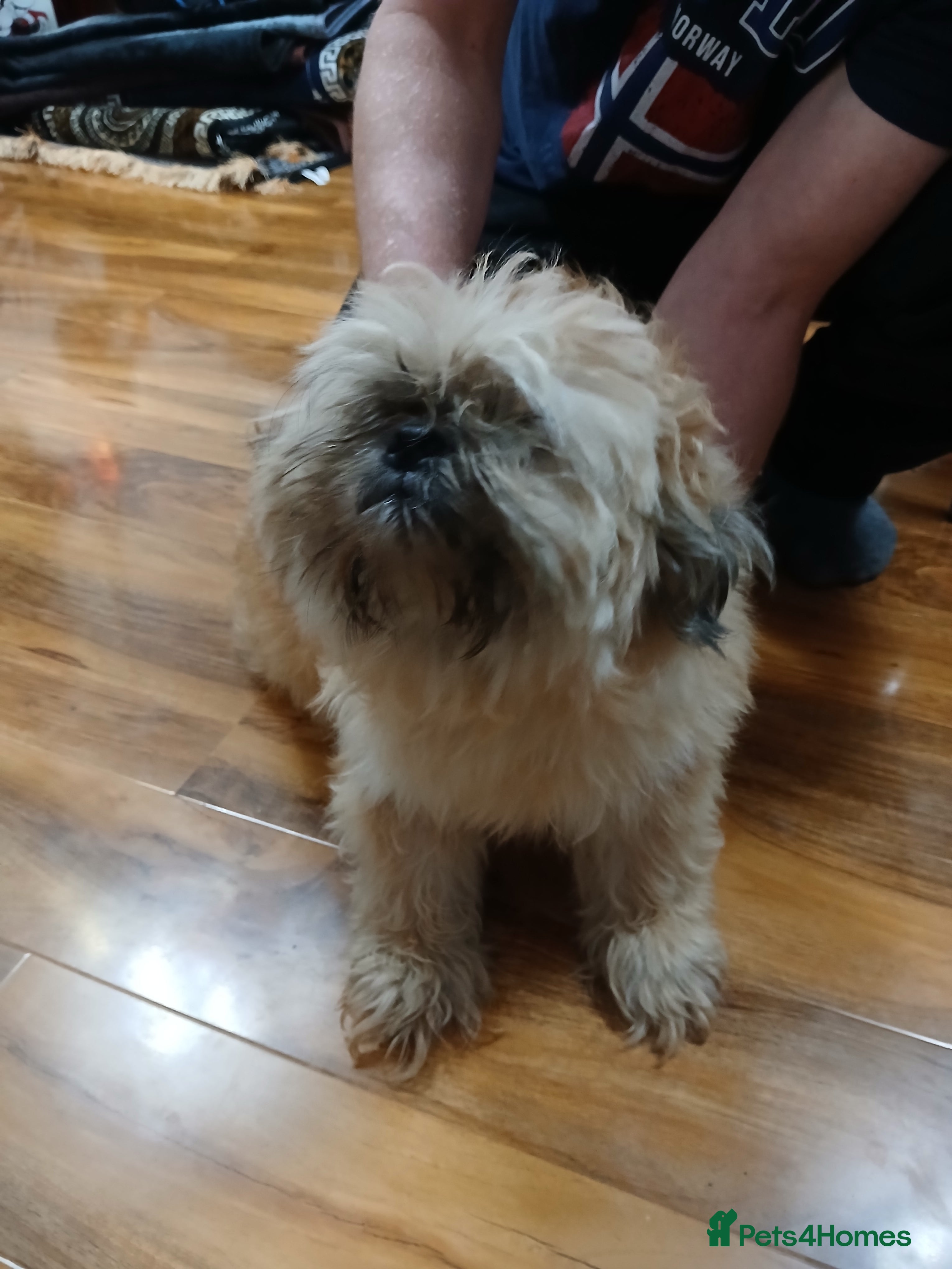 Shih Tzu dogs Shih tzu puppies - Advert 10