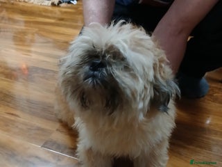 Shih Tzu dogs Shih tzu puppies - Advert 1