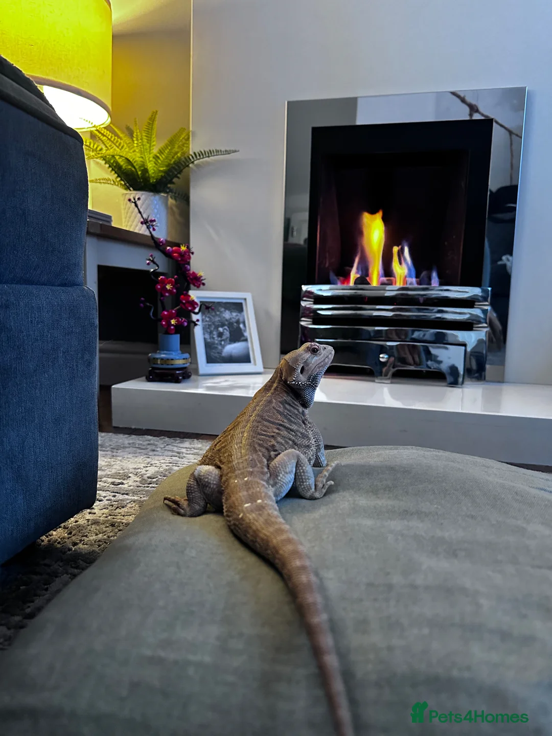 Bearded Dragon reptiles for sale: 18 month old - Bearded Dragon  in Newton-le-Willows - Advert 4