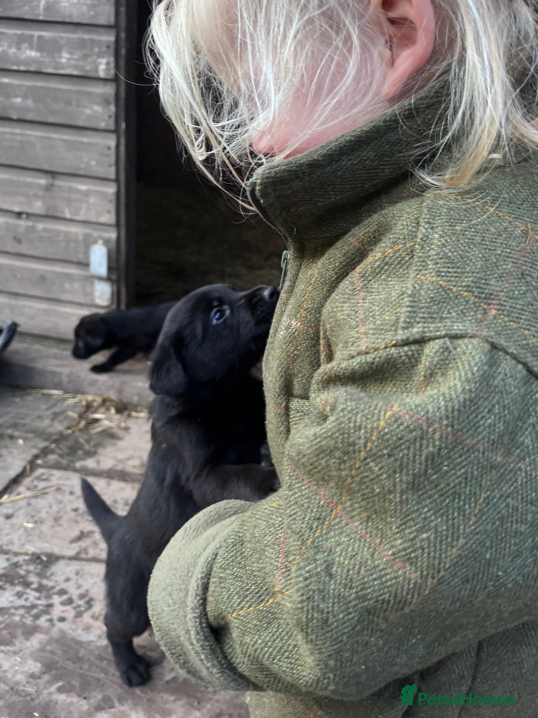 Labrador Retriever dogs for sale: Last incredible little girl  - Advert 11