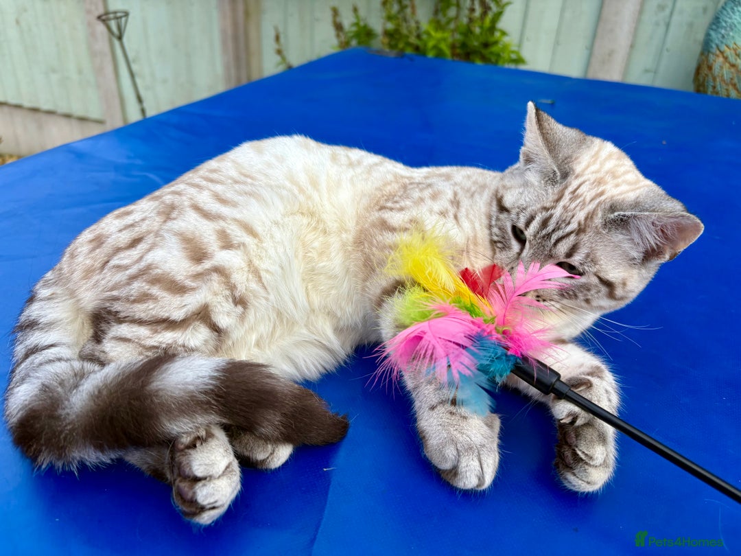 Savannah cats for sale: Superb polydactyl snow leopard girl  - Advert 3