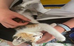 Mixed Breed cats for sale: Mixed litter  - Image 22
