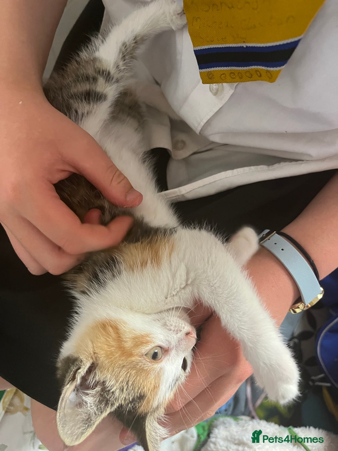 Mixed Breed cats for sale: Mixed litter  - Image 22