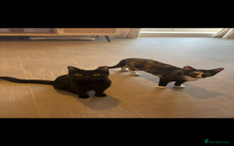 Mixed Breed cats for sale: 2 indoor female cats  - Image 2