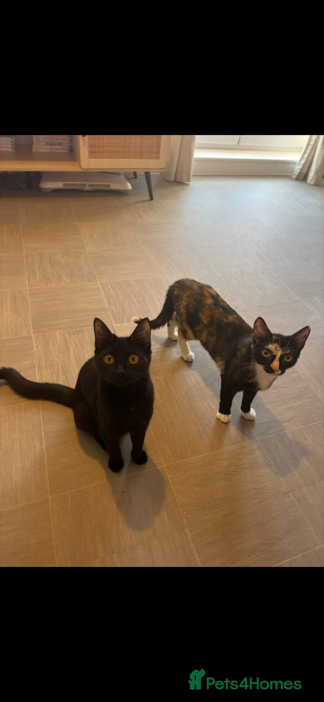 Mixed Breed cats for sale: 2 indoor female cats  - Image 2