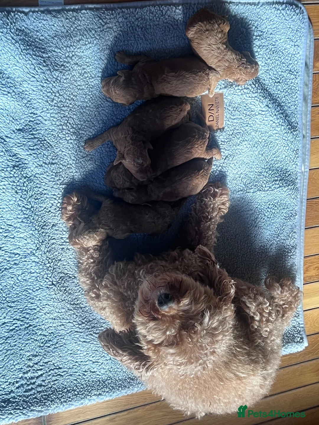 Cockapoo dogs for sale: 5 beautiful girls and 1 boy  - Advert 8