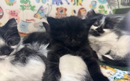 Mixed Breed cats for sale: Kittens  - Image 12
