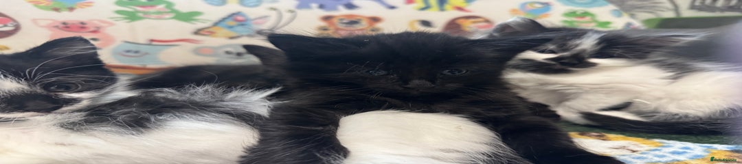 Mixed Breed Kitten 5