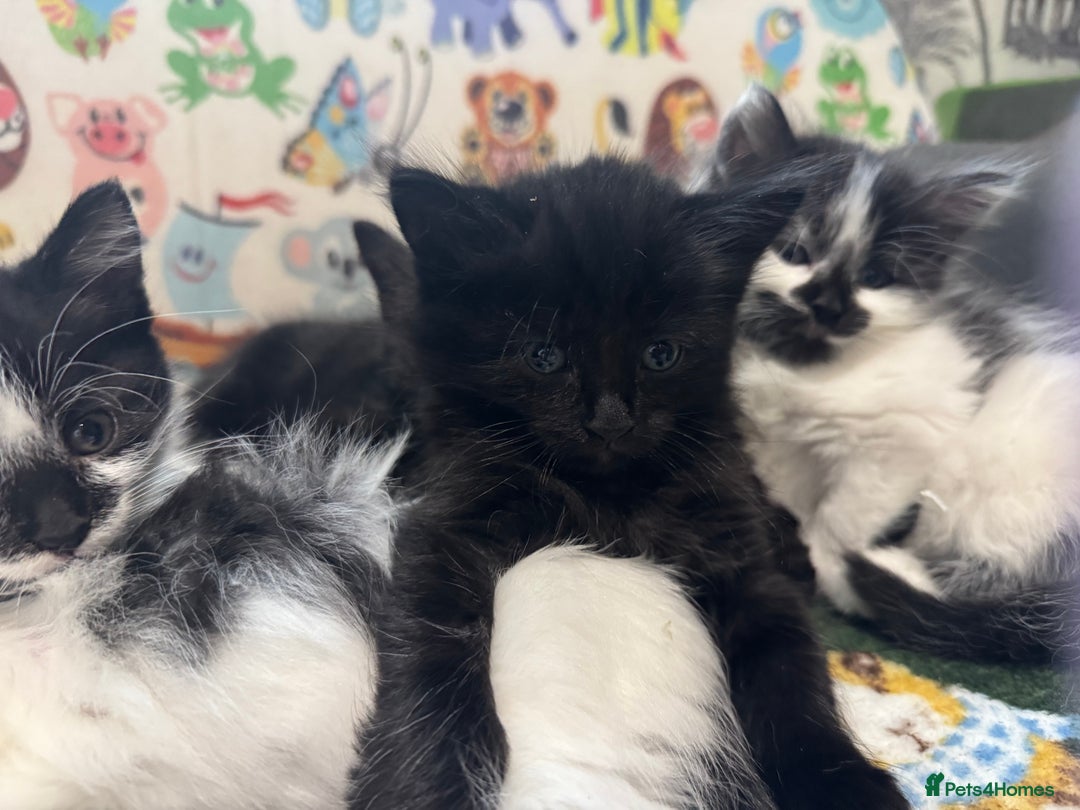 Mixed Breed cats for sale: Kittens  - Image 12