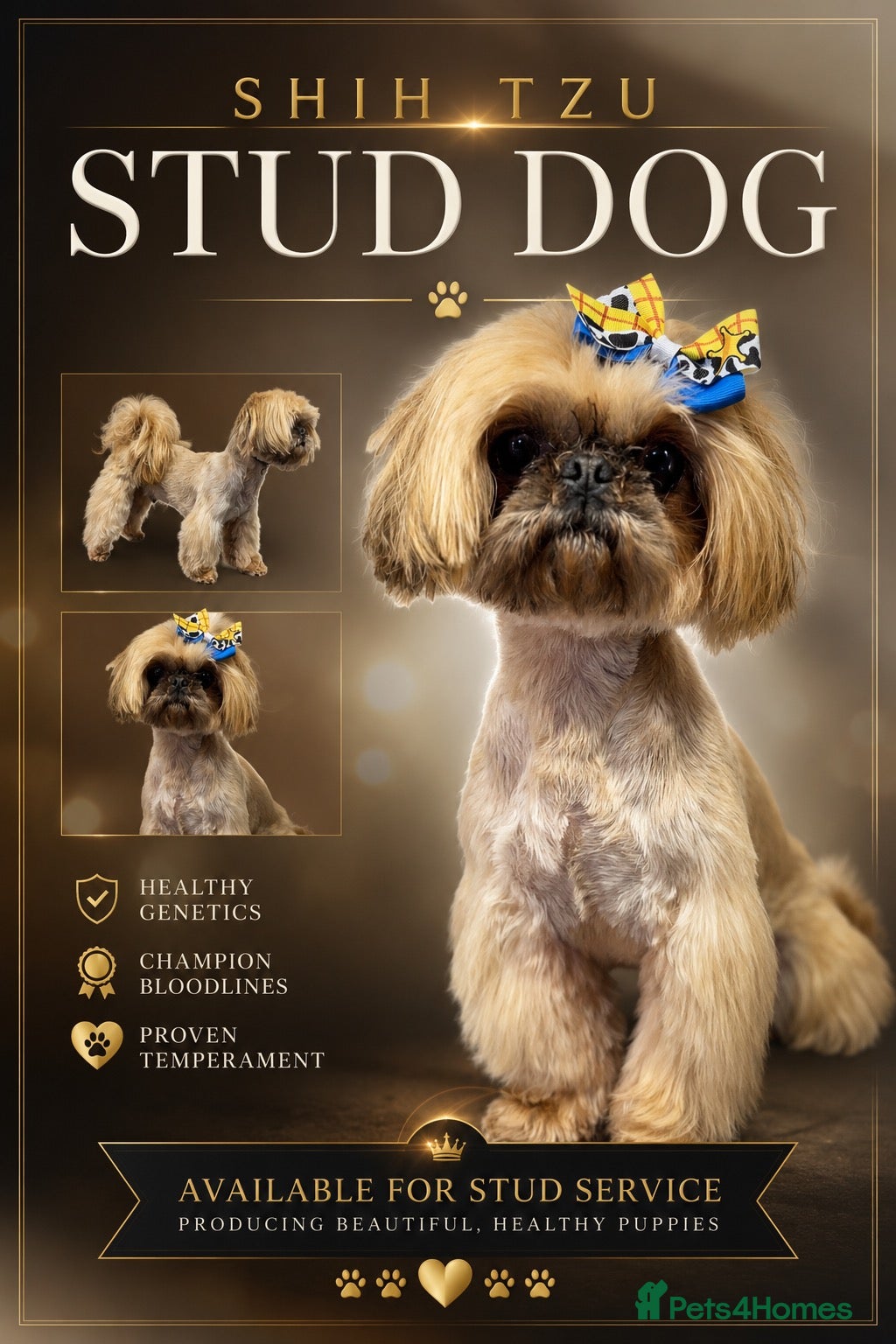 Shih Tzu dogs for sale:  PLEASE  READ FIRST PARAGRAPH   - Advert 2