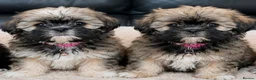 Shih Tzu dogs for sale: ✨ Stunning Teddy Bear Shih Tzu Puppies ✨ - Advert 3