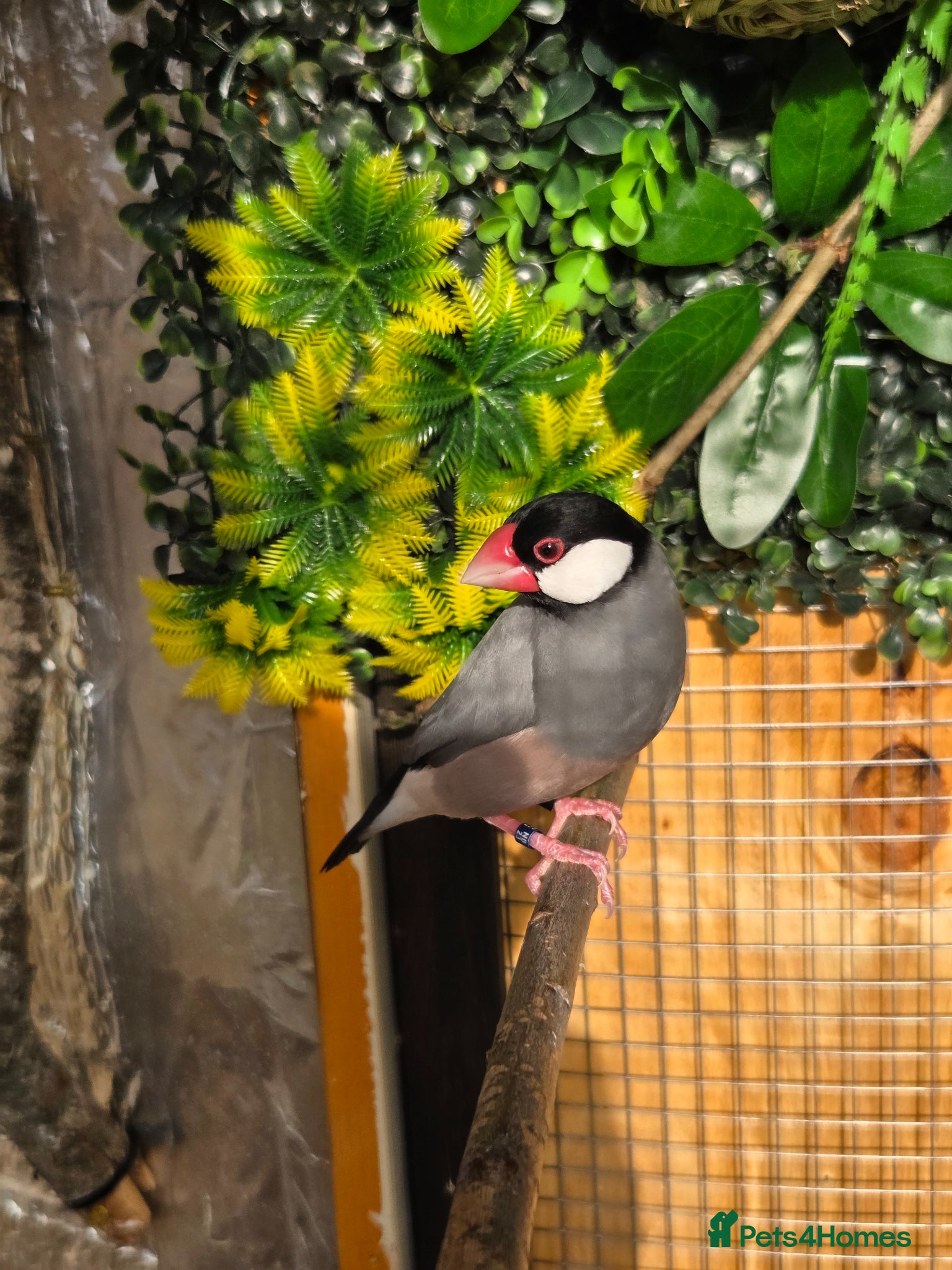 Finches birds 2 x male java finch - Advert 3