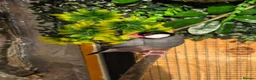 Finches birds for sale: 2 x male java finch - Advert 1