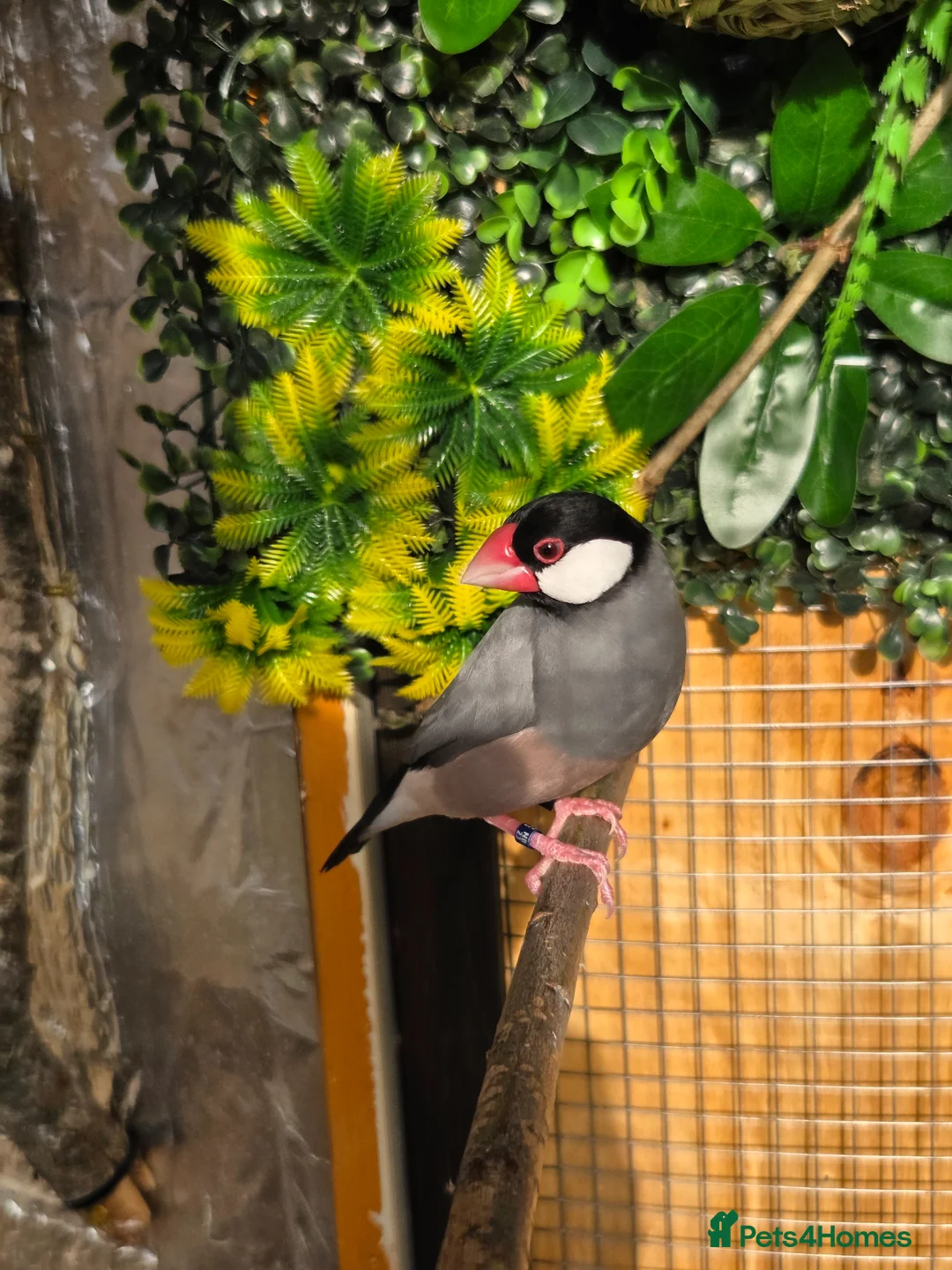 Finches birds for sale: 2 x male java finch - Advert 1