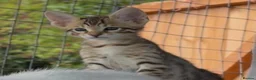 Savannah cats for sale: F5 SBT SNOW & BST SAVANNAHS KITTENS - Advert 22