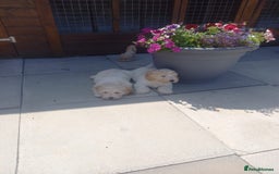 Mixed Breed dogs for sale: Maltese cross  cocker  - Image 1