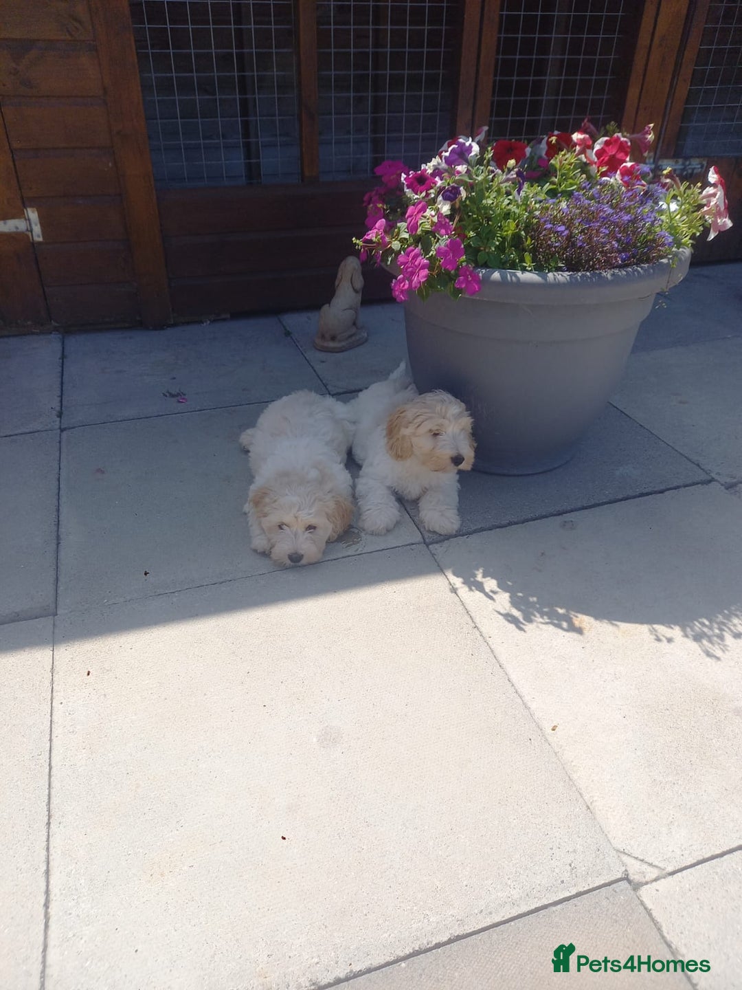 Mixed Breed dogs for sale: Maltese cross  cocker  - Image 1