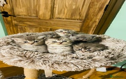 Scottish Fold cats for sale: Beautiful litter of Scottish fold reservation open - Image 3