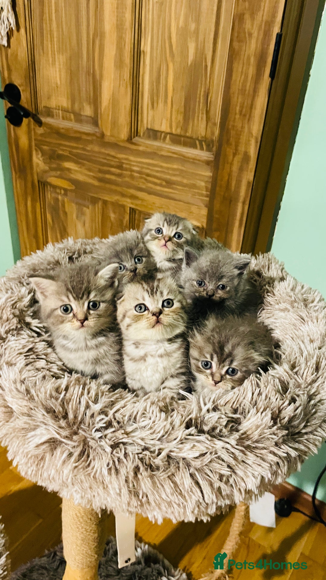 Scottish Fold cats for sale: Beautiful litter of Scottish fold reservation open - Image 3