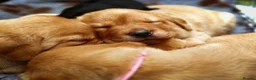 Labrador Retriever dogs for sale: Fully Health Tested/RKC Labrador Pups - Ready May - Advert 15