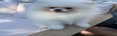 Nimbus