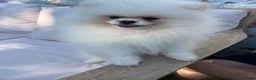 Pomeranian dogs for sale:     Luxury White Pomeranian Puppies  - Advert 33