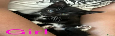 Siamese black and white 
