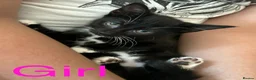 Siamese cats for sale: Siamese kittens - Advert 4