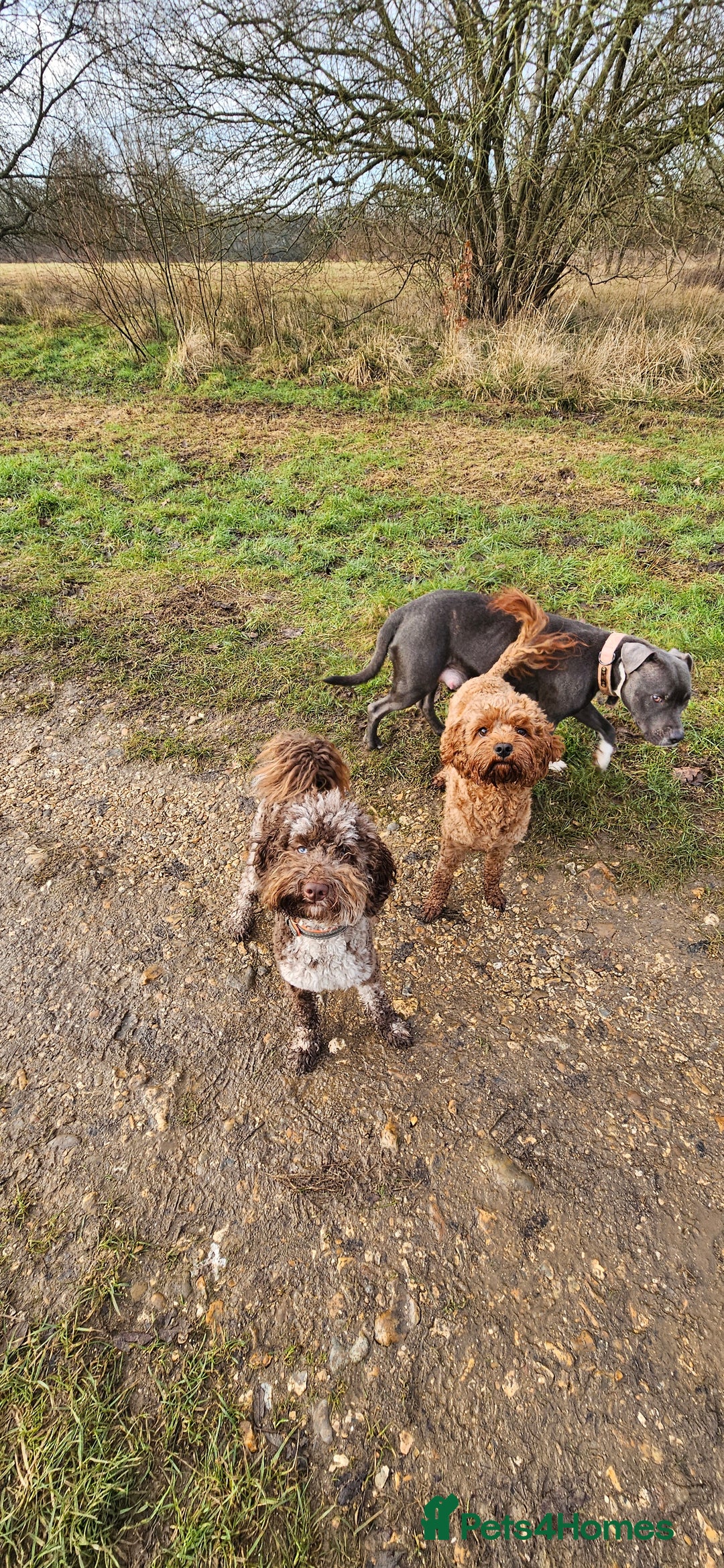 Toy Poodle dogs for stud: Chocolate merle toy poodle Stud - Image 2
