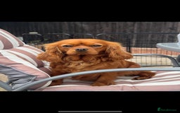 Cavapoo dogs for sale: Beautiful cavapoo puppies  - Image 7