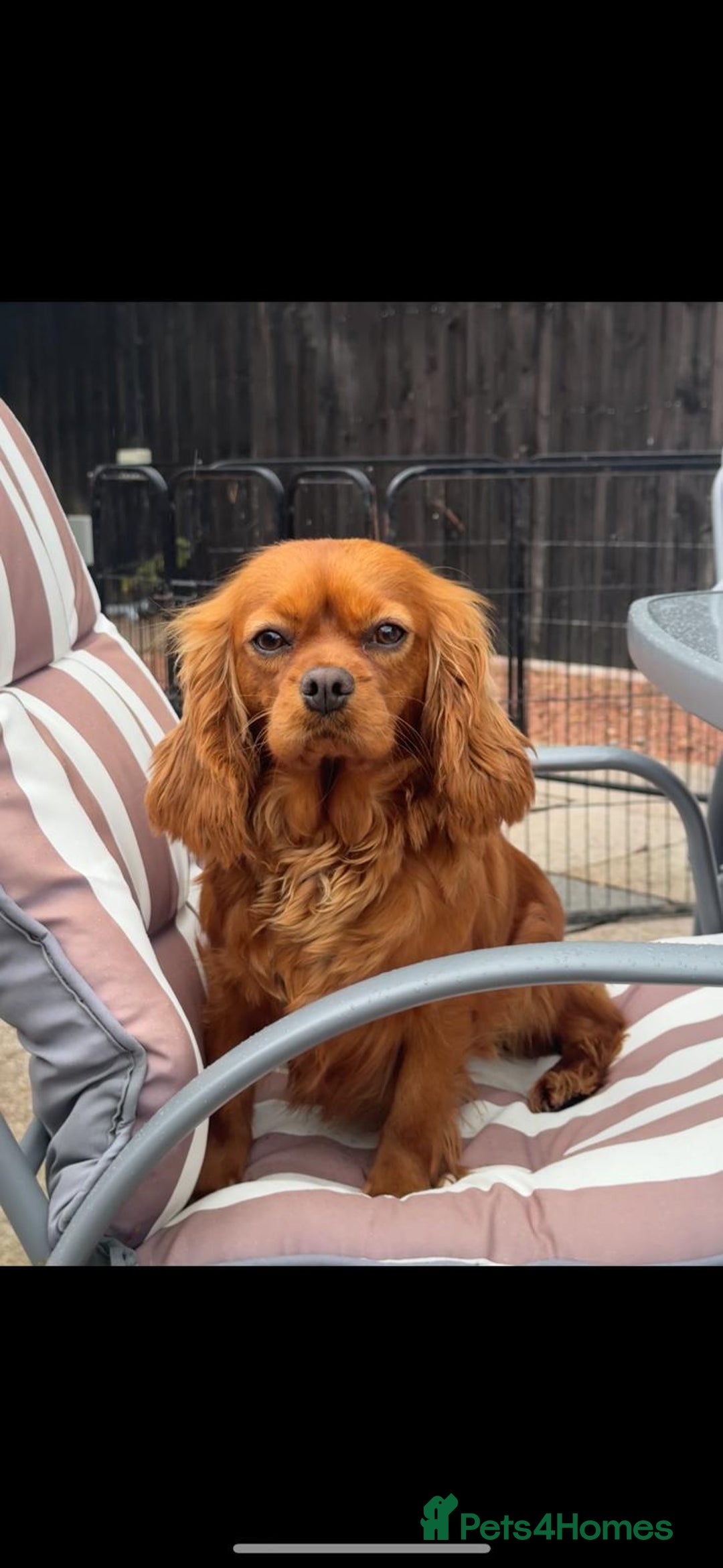 Cavapoo dogs for sale: Beautiful cavapoo puppies  - Image 7