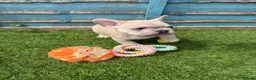 French Bulldog dogs for sale: 5 frenchbull dog puppes - Advert 4