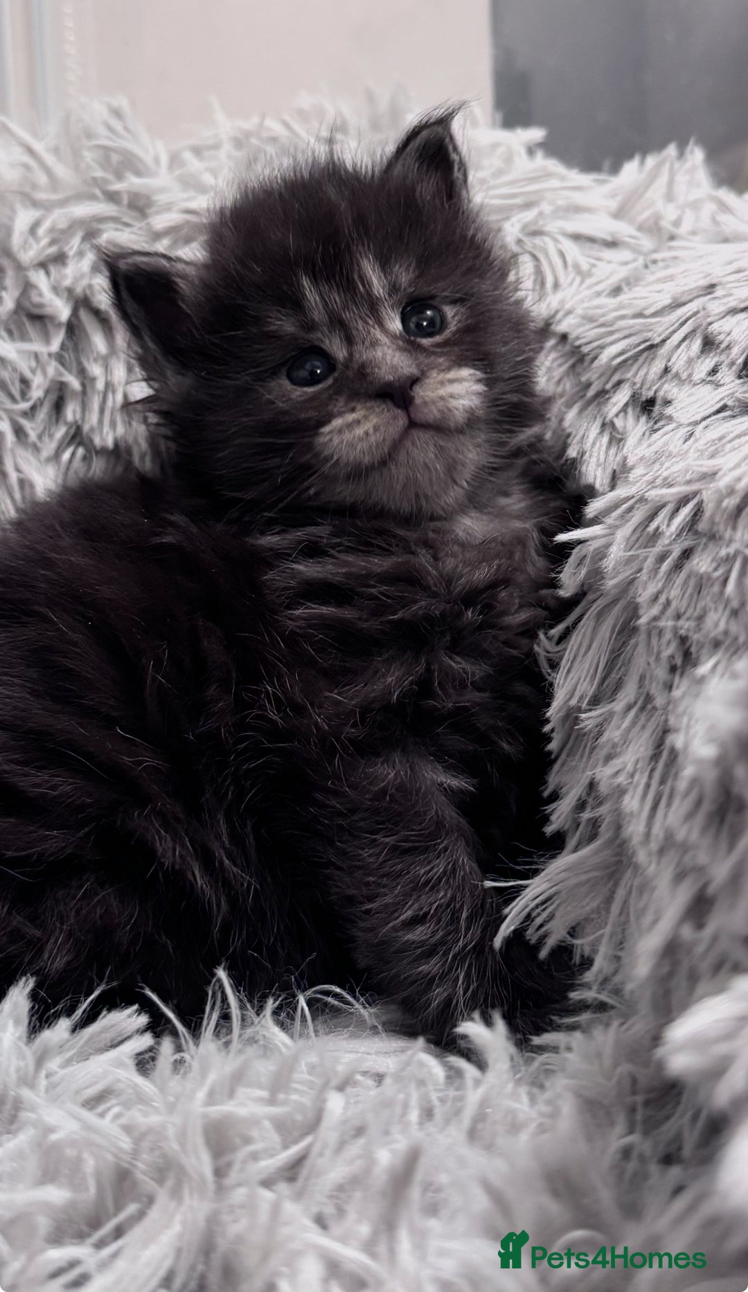 Maine Coon cats for sale: 🌟🌟Beautiful  Maine Coon kittens 🌟🌟🌟 - Advert 13