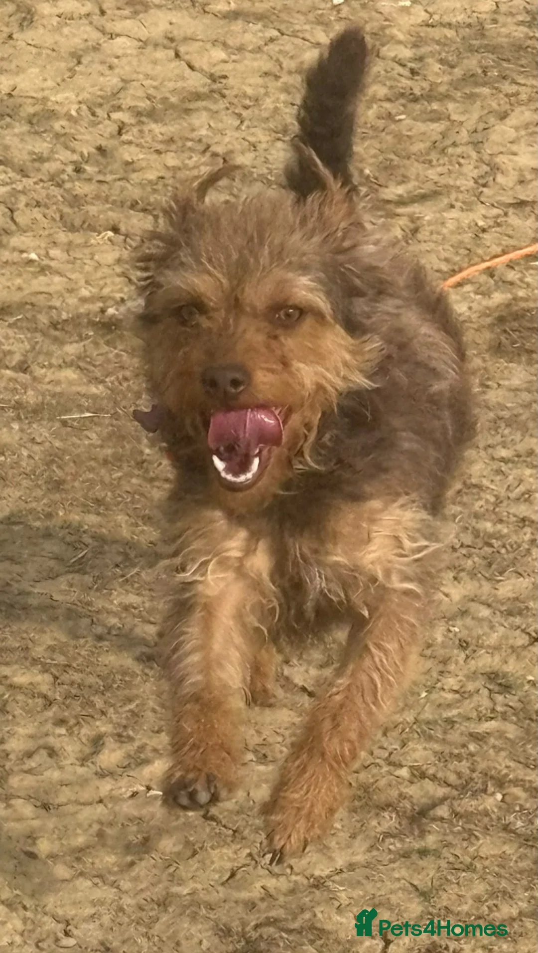 Patterdale Terrier dogs for sale:  ❤️ Our Little Diva-Beautiful Patterdale Puppy 🐾 - Advert 4