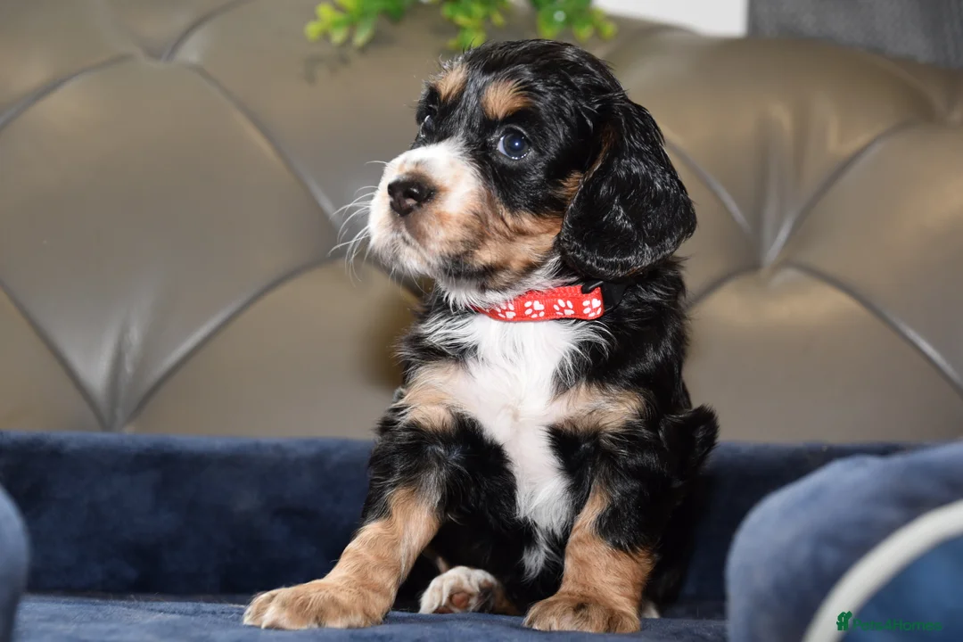 Cocker Spaniel dogs for sale: Kc Reg  Cocker Spaniel Puppies Health Tested - Advert 2