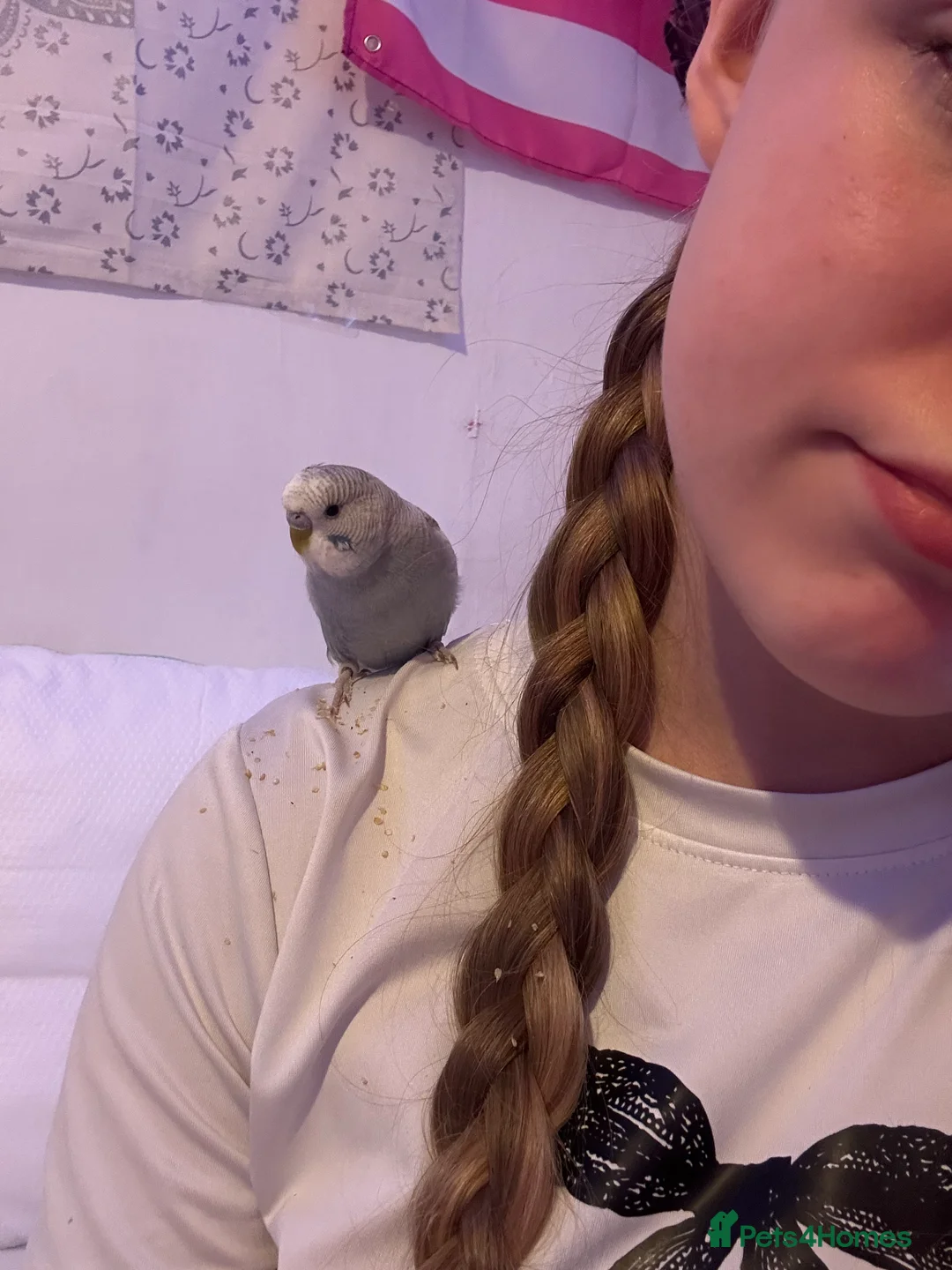 Budgerigars birds for sale: Bobby the Budgie - Advert 7