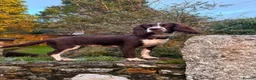 English Springer Spaniel dogs for sale: Gorgeous Liver and White Springer Spaniels - Advert 8