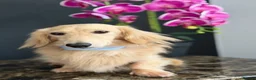 Miniature Dachshund dogs for stud: Cream Miniature Stud  - Advert 6