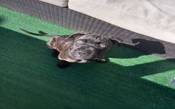 Cane Corso dogs for sale: Cane corso  - Image 8