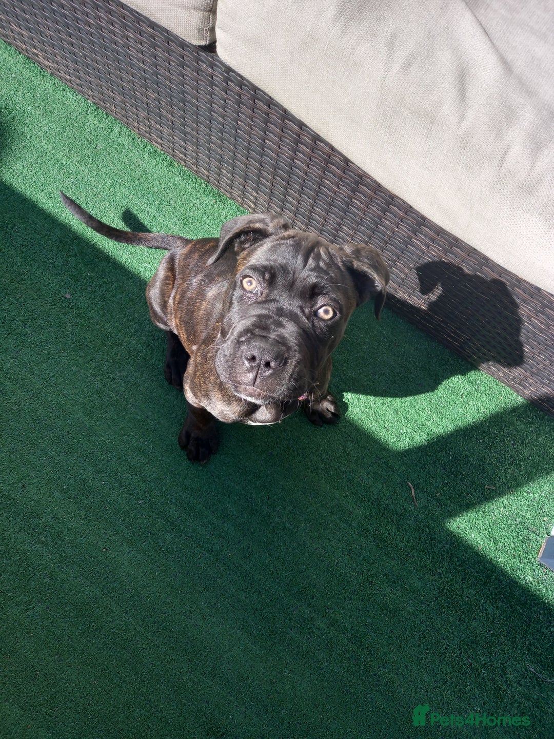 Cane Corso dogs for sale: Cane corso  - Image 8