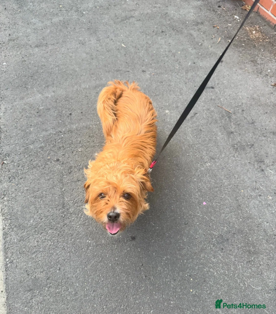 Shorkie dogs for sale: Looking to rehome: trusted family wanted  - Advert 2