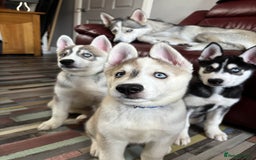 Siberian Husky dogs for sale: LAST Siberian Husky Puppy - Fully Vaccinated - Image 12